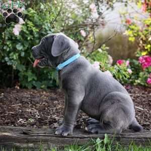 Frank, Cane Corso Puppy